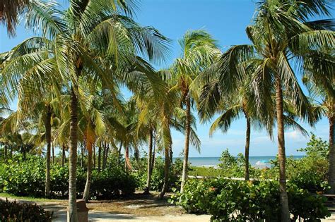 What are the 12 palm trees native to Florida? - Gardening Channel