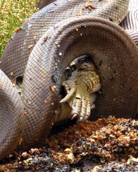 Amazing Animals: Anaconda Eating Crocodile In Australia