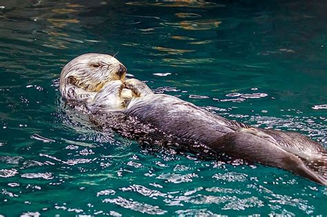 Sea Otter Facts: Animals of the Oceans - WorldAtlas.com