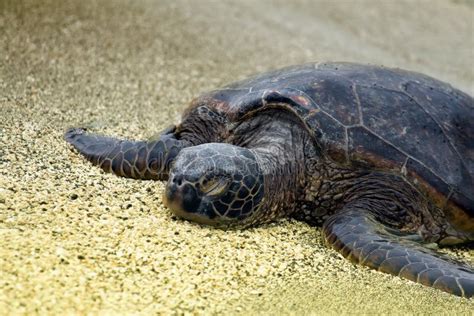 Sleeping Turtle stock photo. Image of swim, slow, hard - 9578736