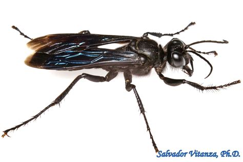 Hymenoptera-Sphecidae-Sphex pensylvanicus-Great Black Wasp FEMALE (A ...