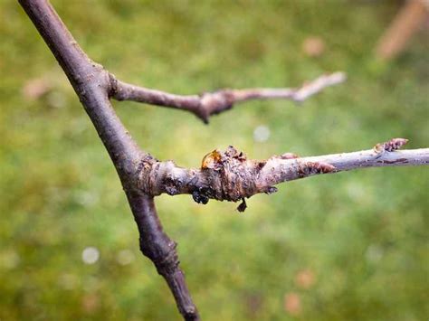 Plum Tree Diseases - What to Watch for and How to Protect Your Plum Tree - Minneopa Orchards