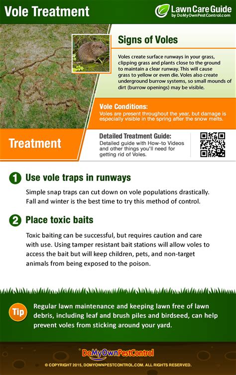 How To Get Rid of Voles | Vole Control, Treatment & Removal