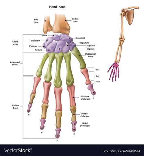 Bones human hand with name Royalty Free Vector Image