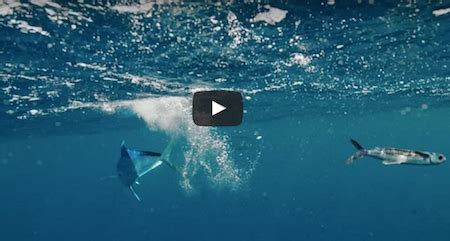 This Flying Fish Escapes His Predators, And It Might Be The Craziest Thing You See All Day ...