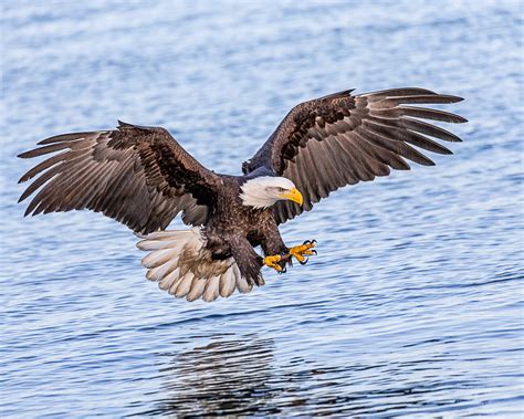 Golden Eagle Hunting Fish