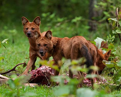 The Endangered species of Pack Hunters – Dhole (Wild Dog) | Walk the Wilderness