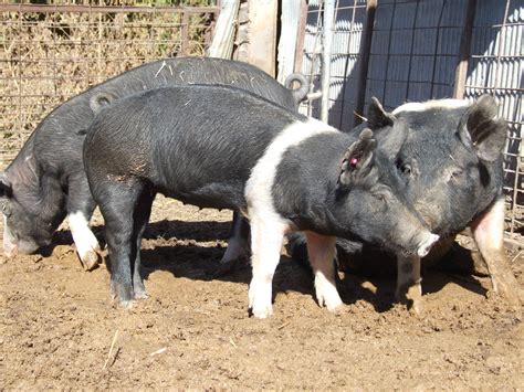 Hampshire Pig_Jeannette Beranger - Hobby Farms