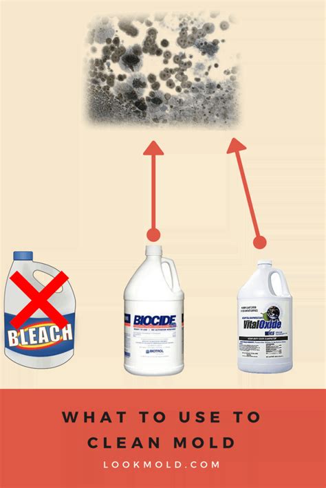 Does Bleach Kill Mold? Using This Common Cleaner May Be A Huge Risk | Lookmold