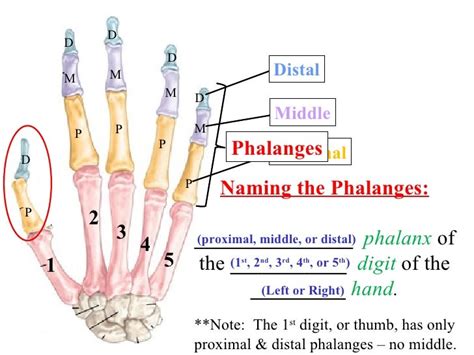 phalanx bone - DriverLayer Search Engine