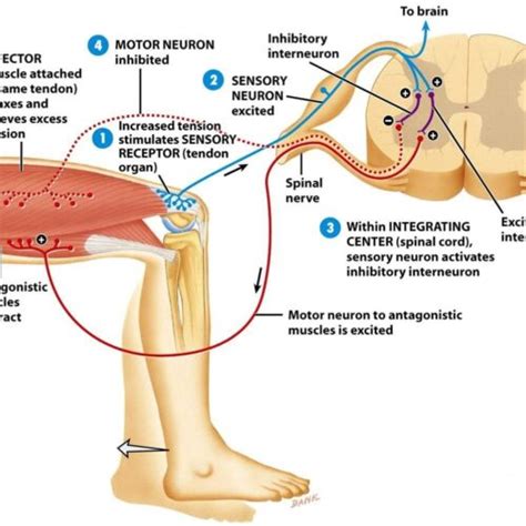 The Crossed Extensor Reflex - Dragon Society International