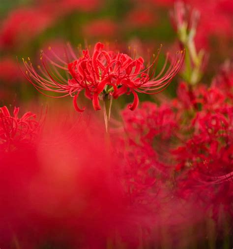 Red Spider Lily: Meaning, Symbolism, and Proper Occasions - A-Z Animals