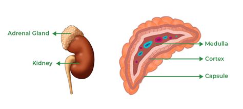 Adrenal Medulla Anatomy