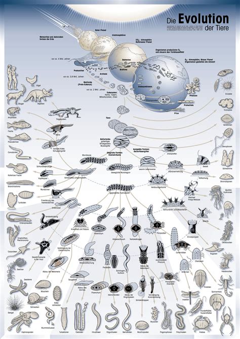 GeoScienze: Evolution of Animal Species