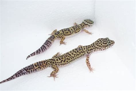 wild-type-leopard-geckos - Gecko Time