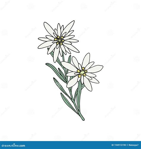 Edelweiss Flower. Mountain Plant. Hand Draw Sketch Stock Illustration - Illustration of bloom ...