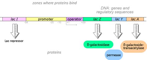 The lactose operon