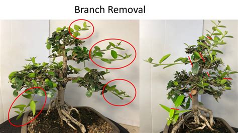 How to use regular trimming to create great bonsai trees ...