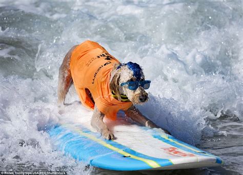 Dogs shred waves at Huntington Beach surfing competition | Daily Mail Online