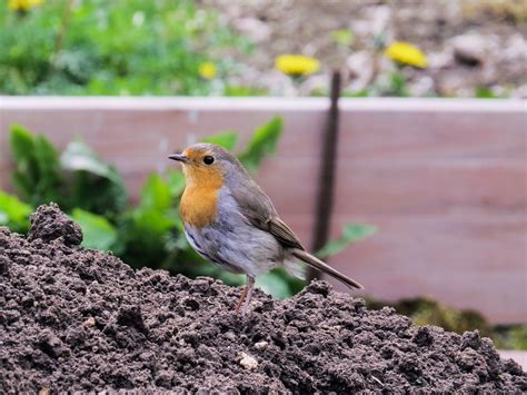 Bird,robin,nest,garden,nest building - free image from needpix.com