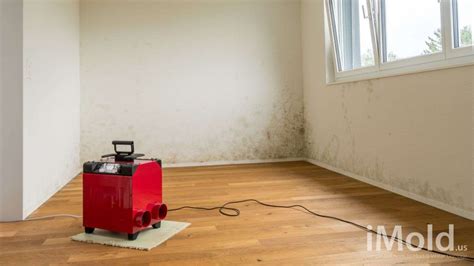 Painting Over Mold - Should You Do It? - iMold