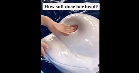 Beluga whale's squishy head explained