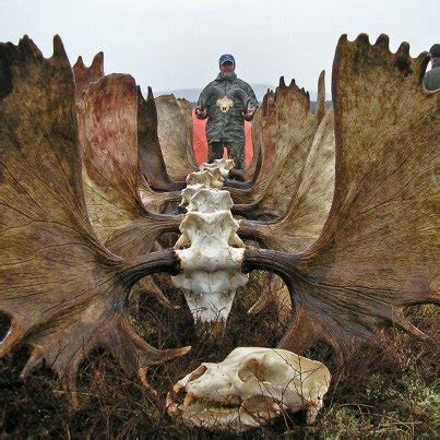 Moose Antlers | Hunting