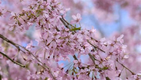 12 Gorgeous Weeping Cherry Tree Varieties for Your Landscape - Rennie Orchards