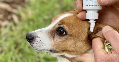 Clean A Dog’s Ears In 7 Steps & 5 Minutes! | Walkerville Vet et