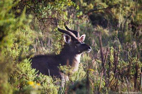 Mountain Nyala | Will Burrard-Lucas