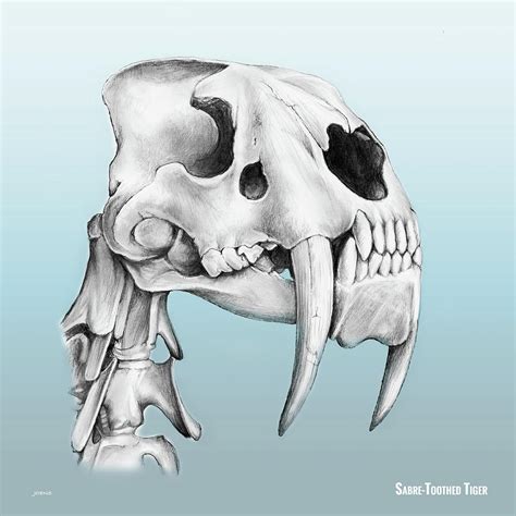 Sabre Tooth Tiger Drawing at GetDrawings | Free download