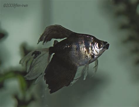 Black Skirt Tetra Profile: Care, Size, Lifespan, Tank Mates, Breeding