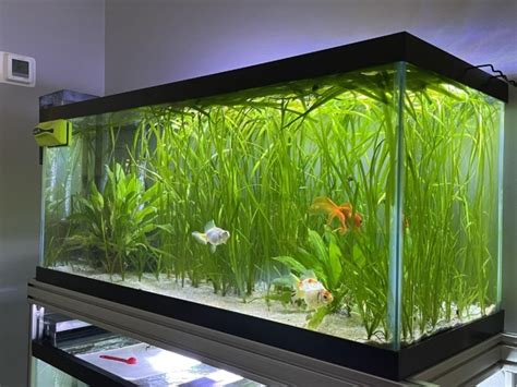 The 8 Best Live Plants for Goldfish Aquariums (Real Troopers!) | AquAnswers