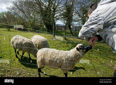 Man with domestic sheep enjoying community farm at city farm, Swansea, April 2009 Stock Photo ...