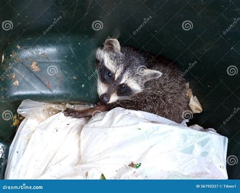 Raccoon In Trash Stock Photo - Image: 56793327