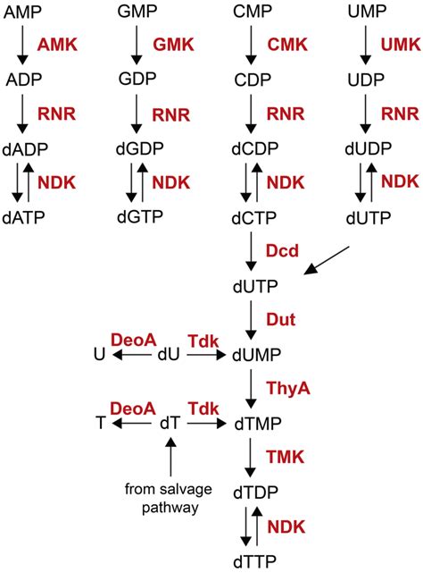 Metabolic pathway for nucleotide synthesis. Enzymes are highlighted in... | Download Scientific ...