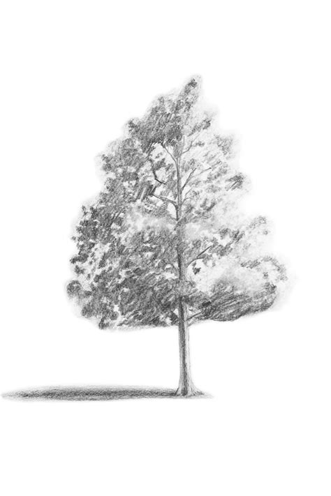 Tree Sketch Simple at PaintingValley.com | Explore collection of Tree Sketch Simple