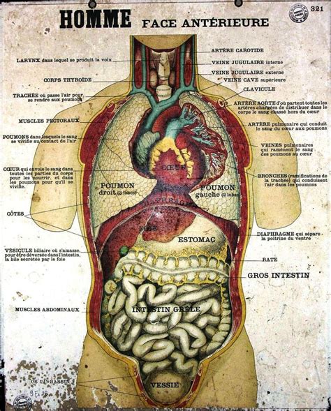 Large Anatomy Posters