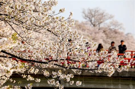 Sakura Spots in Japan: How to Witness Cherry Blossoms Across Tohoku