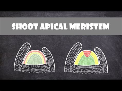 23+ Apical Meristem Diagram - DorinoAlaiham