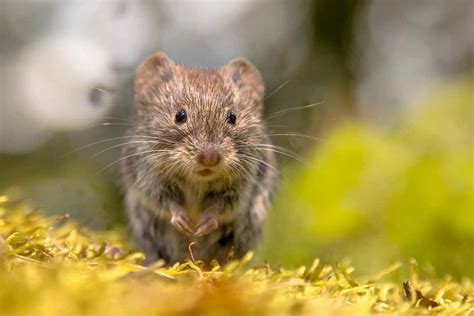 Best Vole Traps - WildlifeRemoval.com