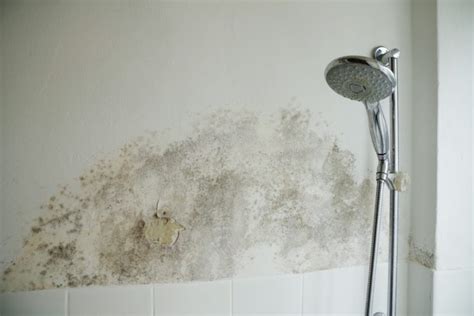 Why Does My Bathroom Smell Like Mildew? - BioClean Remediation LLC