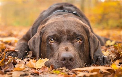 Top 100 Chocolate Lab Names for Brown Retrievers | My Pet's Name