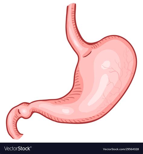 Cartoon human stomach anatomical organ Royalty Free Vector