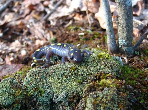 Spotted Salamander