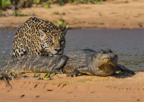 Pix Grove: Jaguar Hunting Crocodile