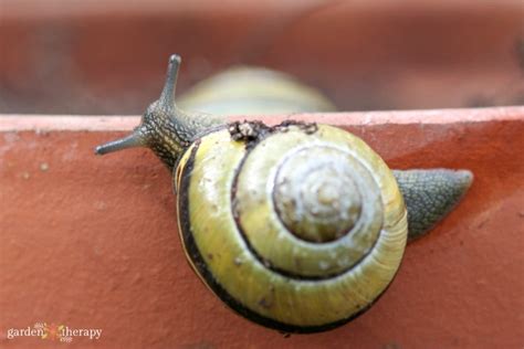 Are Garden Snails a Friend or Foe? - Garden Therapy