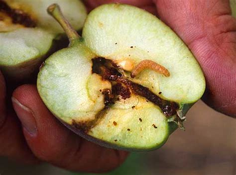 Codling moth – Grow Great Fruit