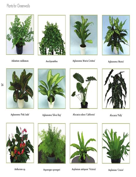 Tropical Rainforest Plants List