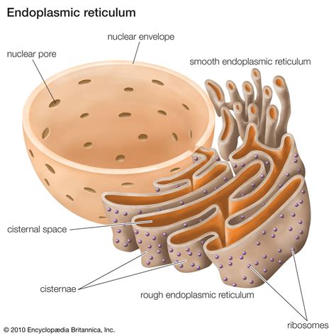 Rough endoplasmic reticulum (RER) | Definition, Structure, & Function | Britannica